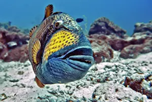 Trunkfish: Green giant triggerfish (Balistoides viridescens)
