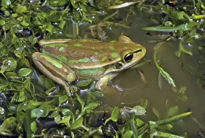 Treefrogs: Green & Gold Bell Frog