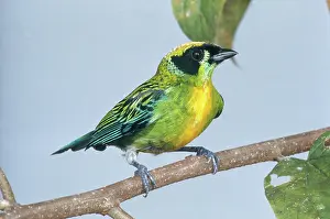 Ecuadoran: Green and Gold Tanager