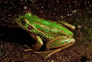 Aurea: Green and golden bell frog - vulnerable species