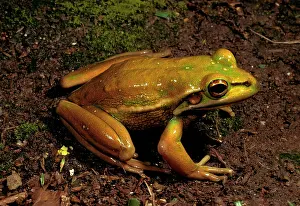Aurea: Green and golden bell frog - vulnerable species