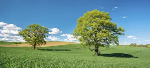 Grain: Green grain field with large solitary oaks under a blue sky