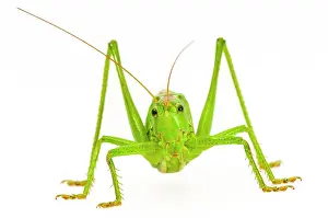 Cricket: Green grasshopper, great green bush cricket (Tettigonia