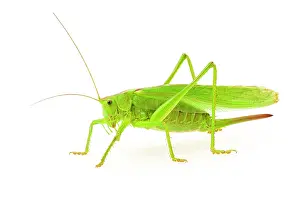 Cricket: Green grasshopper, great green bush cricket (Tettigonia