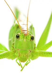 Cricket: Green grasshopper, great green bush cricket (Tettigonia