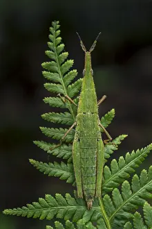 Grasshopper: Green grasshopper (Omura congrua) Putumayo, Colombia