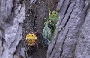 Hemipteran: Green Grocer Cicada