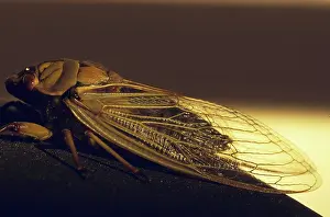 Hemipteran: Green Grocer Cicada