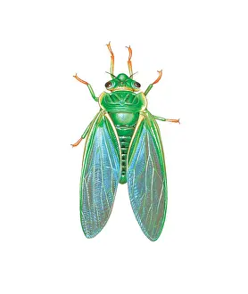Miles Kelly Publishing: Green Grocer Cicada. A species of Cicada and one