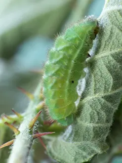 Rhopalocera: Green Hairstreak