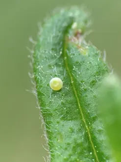 Rhopalocera: Green Hairstreak