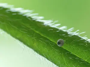Rhopalocera: Green Hairstreak