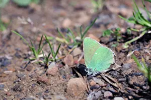 Hairstreak: Green Hairstreak Butterfly