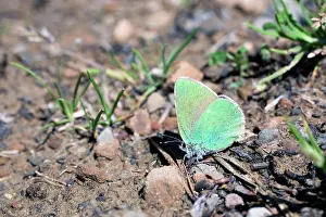 Hairstreak: Green Hairstreak Butterfly