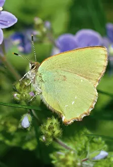 Hairstreak: Green Hairstreak Butterfly