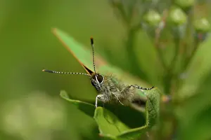 Crataegus: Green hairstreak (Callophrys rubi)