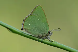 Hairstreak: Green hairstreak (Callophrys rubi)