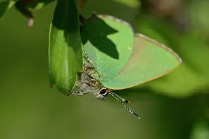 Crataegus: Green hairstreak (Callophrys rubi)
