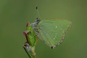 Lycaenidae: Green hairstreak (Callophrys rubi)