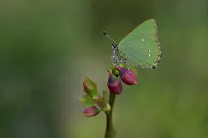Bilberry: Green hairstreak (Callophrys rubi)
