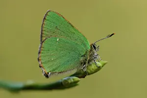 Lycaenidae: Green hairstreak (Callophrys rubi)