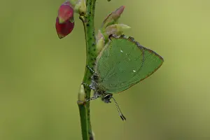 Bilberry: Green hairstreak (Callophrys rubi)