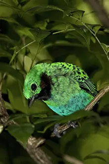Jurong: Green-headed Tanager