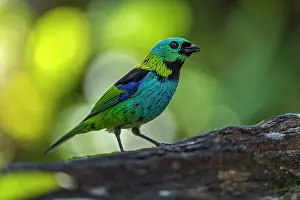 Paulo: Green-headed Tanager, Atlantic Forest, Sao Paulo