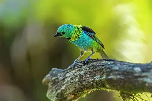 Paulo: Green-headed Tanager, Atlantic Forest, Sao Paulo