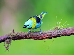 Tanager: Green Headed Tanager Tangara seledon Atlantic Forest