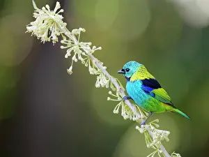 Tanager: Green Headed Tanager Tangara seledon Atlantic Forest