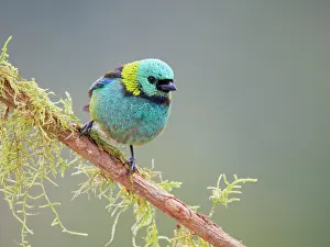 Bill Coster: Green Headed Tanager Tangara seledon Atlantic Forest