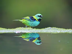 Bill Coster: Green Headed Tanager Tangara seledon Atlantic Forest