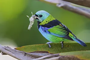 Tanager: Green-headed Tanager (Tangara seledon) perched on a branch