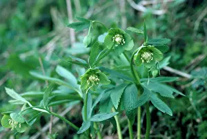 Hellebores: Green Hellebore