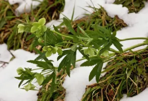 Late: Green Hellebore - in flower in the snow - late winter