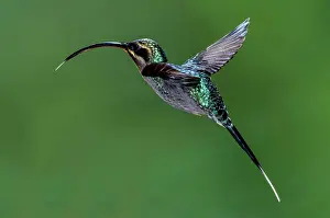 Hummer: Green Hermit Hummingbird