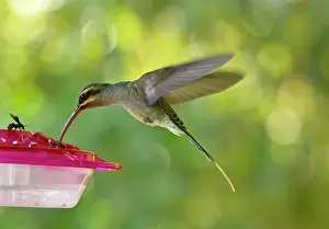 Phaethornis: Green Hermit Hummingbird female at feeder Trinidad