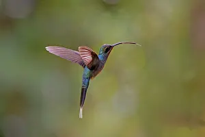 Hermit: Green Hermit Hummingbird - in flight Phaethornis guy Alajuel