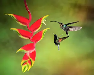 Hermit: Green Hermit (Phaethornis guy) and Black-bellied