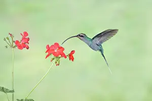 Hermit: Green hermit Phaethornis guy Female hummingbird Feedi