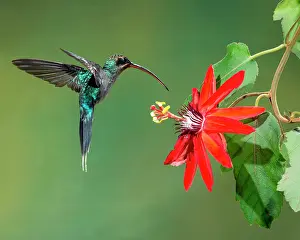 Hermit: Green Hermit (Phaethornis guy), hovers by a passion