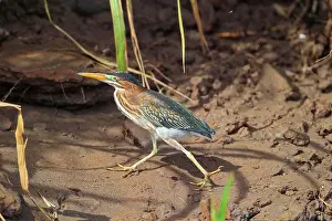 Virescens: Green Heron