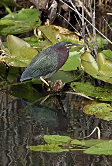 Virescens: Green Heron