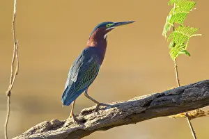 Virescens: Green Heron