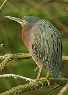 Striatus: Green Back Heron