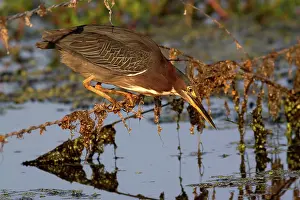 Striatus: Green Heron
