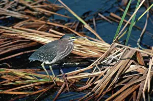 Striatus: Green Heron