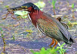 Striatus: Green Back Heron