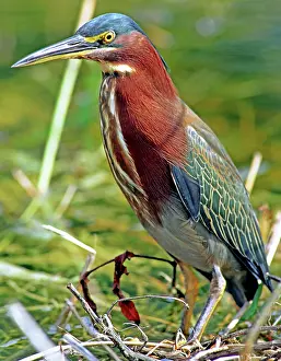 Striatus: Green Back Heron